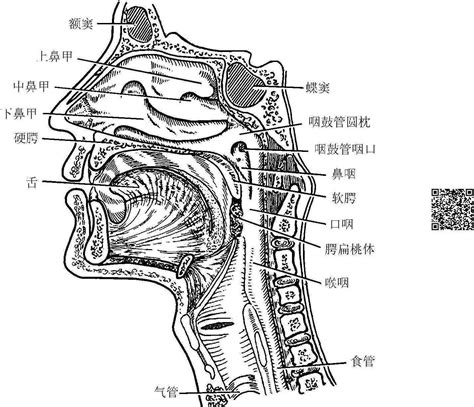 咽喉位置|咽和喉的位置图片